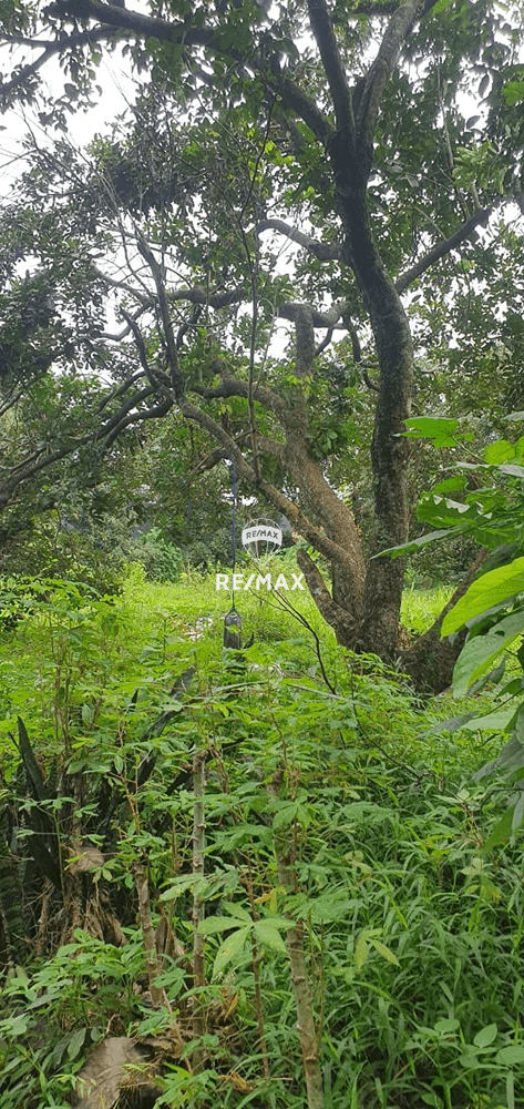 DI JUAL LAHAN KAWASAN CIBINONG BOGOR